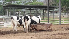 Cow in the Farm 스톡 동영상 비디오(100% 로열티 프리) 25229684 | Shutterstock