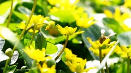 Flying Worker Bee Collects Nectar 스톡 동영상 비디오(100% 로열티 프리) 26042540 | Shutterstock