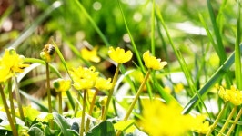 Flying Worker Bee Collects Nectar 스톡 동영상 비디오(100% 로열티 프리) 26100773 | Shutterstock