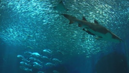 빅하트크리스찬스쿨(주) | Large School of Bigeye Sardine 스톡 동영상 비디오(100% 로열티 프리) 26346821 | Shutterstock