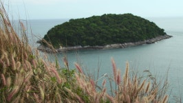 Flower sway backgound 스톡 비디오 동영상 - 4K/HD 비디오 클립 | Shutterstock