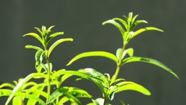 Lemon Beebrush Medicinal Plant and 스톡 동영상 비디오(100% 로열티 프리) 26674012 | Shutterstock