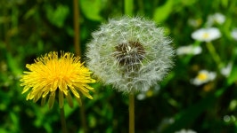Dandelion. 스톡 동영상 비디오(100% 로열티 프리) 26858413 | Shutterstock