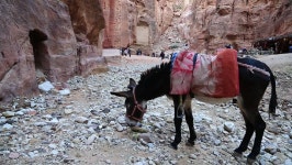 Jordan, Petra, December 5, 2016: 스톡 동영상 비디오(100% 로열티 프리) 26938699 | Shutterstock