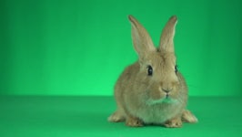 Bunny On a Green Background 스톡 동영상 비디오(100% 로열티 프리) 26994754 | Shutterstock