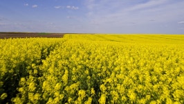 Aerial Drone Shot of Blooming 스톡 동영상 비디오(100% 로열티 프리) 27441376 | Shutterstock
