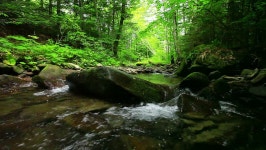 Mountain Stream in the Forest 스톡 동영상 비디오(100% 로열티 프리) 2768288 | Shutterstock