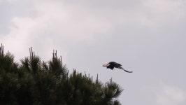 Hooded Crow Flying On Cloudy 스톡 동영상 비디오(100% 로열티 프리) 27940534 | Shutterstock