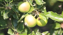 애플 정원 스톡 동영상 비디오(100% 로열티 프리) 28295632 | Shutterstock