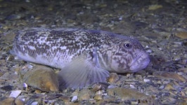 Round Goby Fish (neogobius Melanostomus) 스톡 동영상 비디오(100% 로열티 프리) 28400797 | Shutterstock