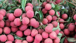 리치 픽쳐스(Lychee Pictures) | Lychee 스톡 동영상 비디오(100% 로열티 프리) 28572691 | Shutterstock