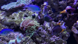 경기트로피칼피쉬 | Tropical Fish 스톡 동영상 비디오(100% 로열티 프리) 28955758 | Shutterstock