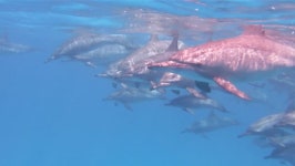 School of Dolphins Swimming. Red 스톡 동영상 비디오(100% 로열티 프리) 29730670 | Shutterstock