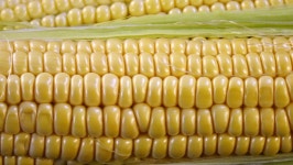 Amazing Couple of Young Golden 스톡 동영상 비디오(100% 로열티 프리) 29744530 | Shutterstock