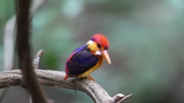Closed up Cute Oriental Dwarf 스톡 동영상 비디오(100% 로열티 프리) 29928247 | Shutterstock