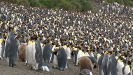 King Penguin (aptenodytes Patagonicus) Colony 스톡 동영상 비디오(100% 로열티 프리) 30298165 | Shutterstock