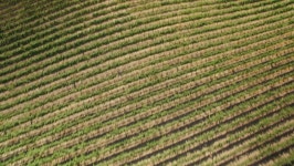 Vineyard in Paso Robles Aerial 스톡 동영상 비디오(100% 로열티 프리) 30653734 | Shutterstock