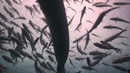 A Whale Shark in a 스톡 동영상 비디오(100% 로열티 프리) 30878971 | Shutterstock