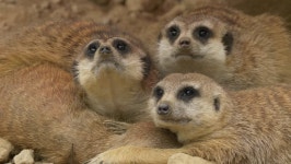 Meerkat (suricata Suricatta) 스톡 동영상 비디오(100% 로열티 프리) 31597282 | Shutterstock