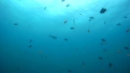 School of Tropical Fish Swims 스톡 동영상 비디오(100% 로열티 프리) 32043634 | Shutterstock