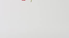 Falling rose petals digital assets for download | Creative Market