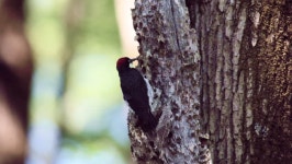 Cache digital assets for download | Creative Market