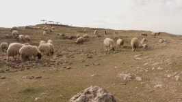Sheep Cute Walks Past the 스톡 동영상 비디오(100% 로열티 프리) 32676907 | Shutterstock