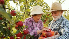 Portrait Shot of Old Farmers 스톡 동영상 비디오(100% 로열티 프리) 33039982 | Shutterstock