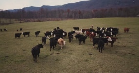 aerial orbit herd black angus cross 스톡 동영상 비디오(100% 로열티 프리) 33363478 | Shutterstock