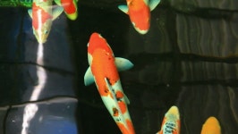 Koi Fish 스톡 동영상 비디오(100% 로열티 프리) 3410834 | Shutterstock