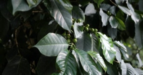 커피 체리빈(coffee CherryBean) | Coffee Cherries Beans Ripening On 스톡 동영상 비디오(100% 로열티 프리) 34414228 | Shutterstock