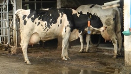 Rauch digital assets for download | Creative Market