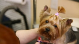 SCISSORS HAIR SARONG by 가위손 | Scissors Cut Hair On the 스톡 동영상 비디오(100% 로열티 프리) 34994254 | Shutterstock