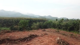 Deforestation. Aerial Drone View of 스톡 동영상 비디오(100% 로열티 프리) 35057899 | Shutterstock