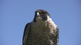 Close up of Peregrine Falcon 스톡 동영상 비디오(100% 로열티 프리) 370027 | Shutterstock