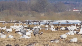 Birds at Hornborga Lake Sweden 스톡 동영상 비디오(100% 로열티 프리) 3730931 | Shutterstock