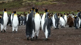 King Penguin Colony, Falkland Island 스톡 동영상 비디오(100% 로열티 프리) 3733490 | Shutterstock