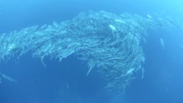 빅하트크리스찬스쿨(주) | A Large School of Bigeye 스톡 동영상 비디오(100% 로열티 프리) 3754745 | Shutterstock