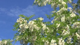 Blossoming Branch of an Acacia 스톡 동영상 비디오(100% 로열티 프리) 4024819 | Shutterstock