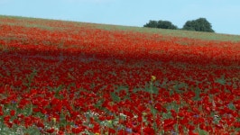 Poppy Field with Shadows 스톡 동영상 비디오(100% 로열티 프리) 427687 | Shutterstock