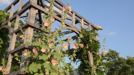 Common Hollyhock (alcea Rosea) at 스톡 동영상 비디오(100% 로열티 프리) 4334321 | Shutterstock