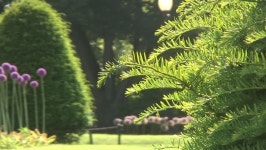 양귀비는 정원이다 스톡 동영상 비디오(100% 로열티 프리) 4448042 | Shutterstock