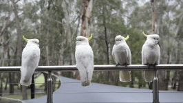 Sulphur Crested Cockatoos Stand Perched 스톡 동영상 비디오(100% 로열티 프리) 4510028 | Shutterstock