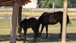Foal Leaves the Shade 스톡 동영상 비디오(100% 로열티 프리) 4536026 | Shutterstock