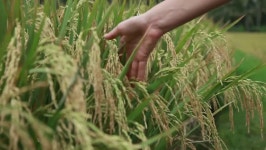 Rice Field 스톡 동영상 비디오(100% 로열티 프리) 4575323 | Shutterstock