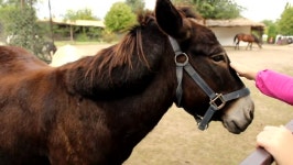 donkey 스톡 동영상 비디오(100% 로열티 프리) 4711520 | Shutterstock