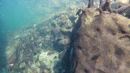 Underwater World in North Sea 스톡 동영상 비디오(100% 로열티 프리) 4995071 | Shutterstock