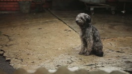 Sad Wet Dog in the 스톡 동영상 비디오(100% 로열티 프리) 5018768 | Shutterstock