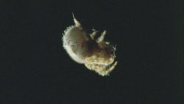 Bolas or Magnificent Spider Making 스톡 동영상 비디오(100% 로열티 프리) 5768201 | Shutterstock