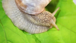 Belly sweeter digital assets for download | Creative Market